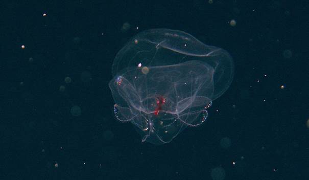 The deep-sea ctenophore, Bathocyroe foserti, as photographed from the ROV at ~1,800 meters (5,905 feet). 